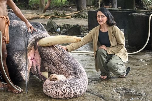 The tragic life of elephants working in tourism