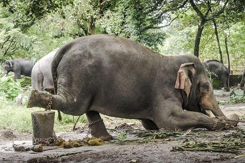 The tragic life of elephants working in tourism